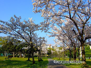 海楽公園の桜