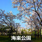 浦安　海楽公園の桜
