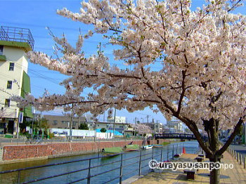 境川テラスの桜
