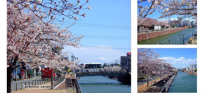 境川テラスの桜