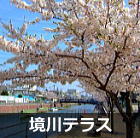浦安　境川テラスの桜