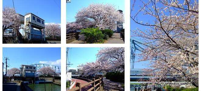 境川西水門の大桜