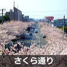 浦安　さくら通りの桜並木