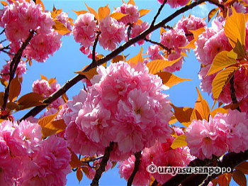 市役所周辺の八重桜