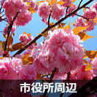 浦安　市役所周辺の八重桜