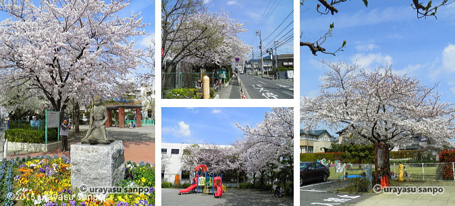 当代島児童公園の桜