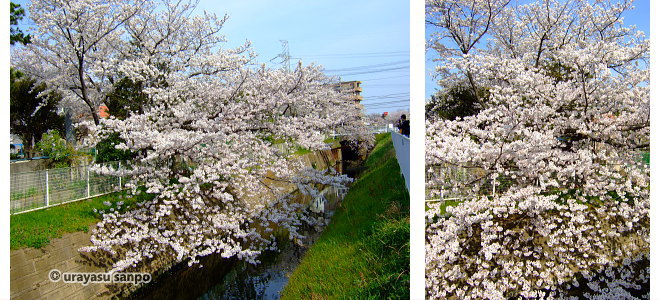 堀江川沿いの桜