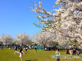 高洲中央公園の桜
