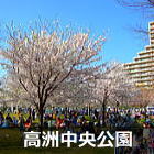 浦安　高洲中央公園の桜