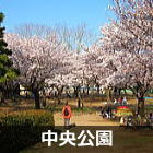 浦安　中央公園の桜