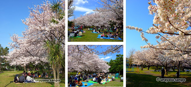 美浜公園の桜