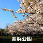 浦安　美浜公園の桜