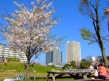 若潮公園の桜