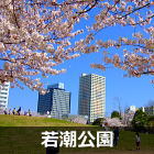 浦安　若潮公園の桜