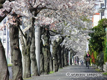 段差道路の桜並木