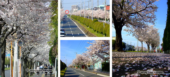 段差道路の桜並木