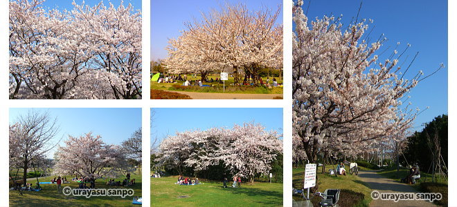 弁天ふれあいの森公園の桜