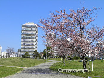 明海の丘公園の桜