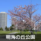 浦安　明海の丘公園の桜