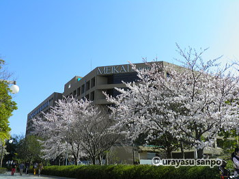 明海大学周辺の桜