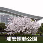浦安運動公園の桜