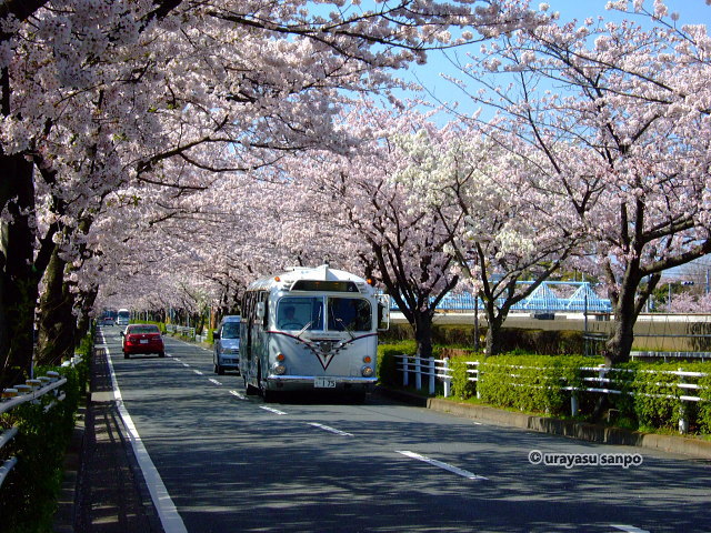 見明川沿いの桜並木