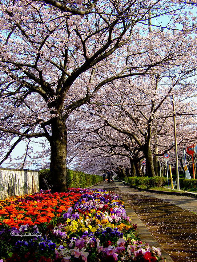 見明川沿いの桜並木