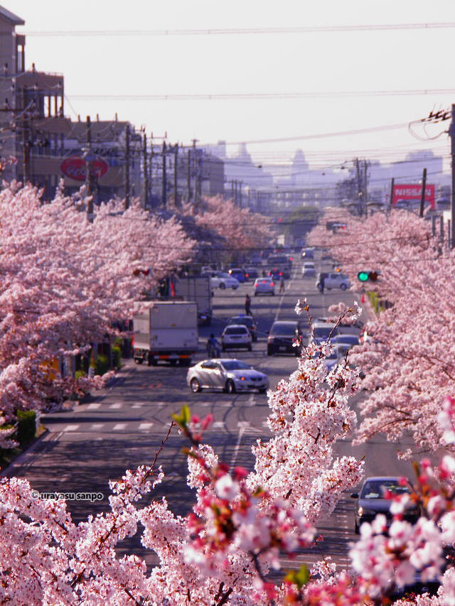 さくら通りの桜並木