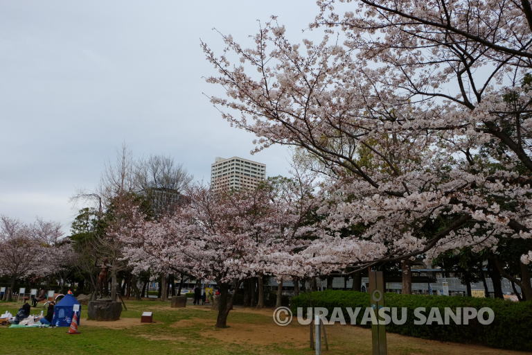 浦安市の桜開花状況