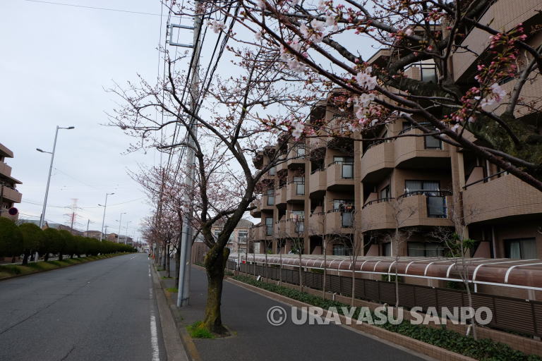 浦安市の桜開花状況