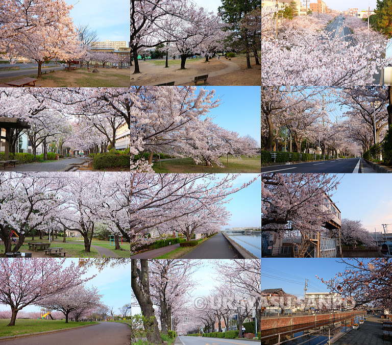 浦安の桜開花状況